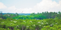 海南新盈红树林国家湿地公园：候鸟翩跹来 - 中新网海南频道
