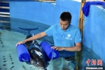 为救助搁浅带伤海豚 救援人员制作浮具"教"海豚游泳 - 中新网海南频道