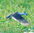 在昌江海尾湿地公园里觅食的棉凫。 昌江爱鸟队 供图 - 中新网海南频道