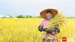在海口美兰区江东田园项目，农户展示刚收割的水稻。 海南日报记者 张茂 通讯员 王聘钊 图/文 - 中新网海南频道