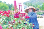 博后村民“斗笠大姐”李玉梅在亚龙湾国际玫瑰谷实现了稳定就业，日子越过越红火。记者 李学仕 摄 - 中新网海南频道