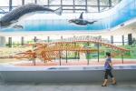 博物馆观“鲸” - 海南新闻中心