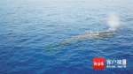 探索海洋“鲸”灵的生命故事 - 中新网海南频道