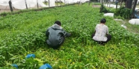 美兰抢收蔬菜 878.6吨 - 海南新闻中心