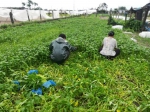 美兰抢收蔬菜 878.6吨 - 海南新闻中心