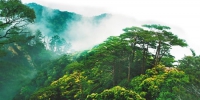 　热带雨林 - 中新网海南频道