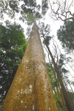 海南热带雨林国家公园为生物多样性保护贡献“智慧” - 中新网海南频道