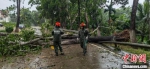 13日，海南万宁消防救援部门在道路上清理被台风“圆规”吹倒的树木。万宁消防供图 - 中新网海南频道