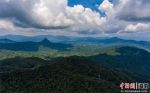 2021年9月3日，航拍海南毛瑞热带雨林。骆云飞摄 - 中新网海南频道