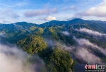 2021年9月4日，航拍海南尖峰岭自然保护区热带雨林。骆云飞摄 - 中新网海南频道