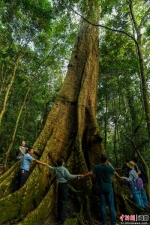 2021年9月4日，海南尖峰岭自然保护区热带雨林中一棵千年盘壳栎，需十余人才能围抱。骆云飞摄 - 中新网海南频道