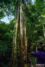 2021年9月4日，在尖峰岭自然保护区热带雨林中拍摄的“独木成林”现象。骆云飞摄 - 中新网海南频道