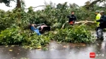 海口琼山区云龙镇一大树倒塌砸中三轮摩托车 造成一死一伤 - 海南新闻中心