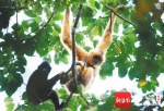 长臂猿保护“海南模式”亮相联合国生物多样性大会 - 海南新闻中心