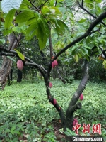 　图为生长在海南兴隆热带植物园的可可树。　黄艺 摄 - 中新网海南频道