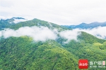海南热带雨林国家公园“转正”，交出亮眼“成绩单” - 海南新闻中心