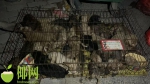 痛心！百余只小狗被弃遗在三亚街头，有的已死亡！多部门介入调查！ - 海南新闻中心