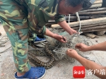 2米长蟒蛇被困渔网 昌江警民联手为其“解封” - 海南新闻中心