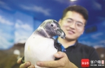 在三亚养企鹅是什么体验？让“企鹅爸爸”告诉你 - 中新网海南频道