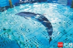海豚在保育中心水池中休憩。 - 中新网海南频道