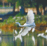 三亚河国家湿地公园：冬日白鹭舞翩跹 - 中新网海南频道