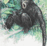 2002年，中国邮政发行的《黑长臂猿》特种邮票。 - 中新网海南频道