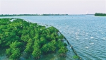 “海岸卫士”扩疆！海南东寨港完成720亩红树栽种 - 海南新闻中心
