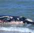 6日乐东龙沐湾搁浅鲸鱼为须鲸 发现时已死亡1-2天 - 海南新闻中心