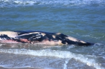 6日乐东龙沐湾搁浅鲸鱼为须鲸 发现时已死亡1-2天 - 海南新闻中心