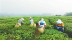 “白沙绿茶”早春茶已开采 - 中新网海南频道