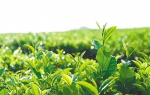 “白沙绿茶”早春茶已开采 - 中新网海南频道