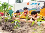 三亚槟榔小学开展特色劳动课程。徐慧玲 摄 - 中新网海南频道
