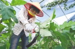 日前，在陵水新村镇桐海村菜篮子种植生产基地，农户正在采收茄子。 本报记者 武威 摄 - 中新网海南频道