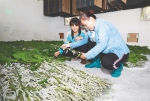 在屯昌县西昌镇更丰村的蚕房，村民查看桑蚕的长势。方山 摄 - 中新网海南频道