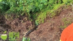 海南一胡椒园内惊现大蟒蛇，长约3米、重54斤 - 海南新闻中心