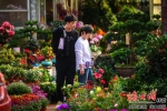 1月10日，市民在海南花卉大世界挑选花卉盆栽。陈长宇 摄 - 中新网海南频道