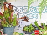 植物界的“食虫大军”：“我们不是吃素的！” - 中新网海南频道
