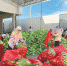 1月25日，在利国镇瓜果菜交易市场，农民在打包鲜玉米。本报记者 周月光 摄 - 中新网海南频道
