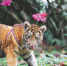 海南热带野生动植物园大年初一上演“虎年大戏” 虎虎生威乐新春 - 海南新闻中心