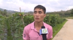 保亭：部分瓜菜价格走低 农户期盼价格回升保增收 - 海南新闻中心