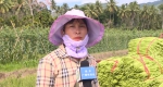 保亭：部分瓜菜价格走低 农户期盼价格回升保增收 - 海南新闻中心