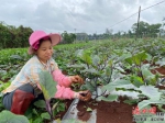 　在三江镇眼镜塘常年蔬菜基地，村民正在修剪枝叶，促进蔬菜更好生长。 - 中新网海南频道