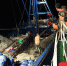 违规捕捞花甲螺苗18000余斤 儋州海警连续查获3起涉嫌违规捕捞行为 - 海南新闻中心