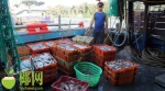 琼海海警24小时内连续查获3起涉嫌非法捕捞水产品案，抓获16人 - 海南新闻中心