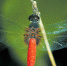 海口记录蜻蜓种类已达54种 - 中新网海南频道