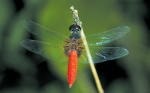 海口记录蜻蜓种类已达54种 - 中新网海南频道