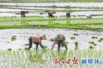海口龙泉镇新联村：冷泉水稻田里浇出致富米 - 中新网海南频道