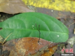 海南热带雨林国家公园发现大型真菌新物种 - 中新网海南频道