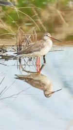 昌江海尾国家湿地公园(试点)又记录到一种鸟类 - 中新网海南频道