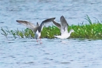 昌江海尾国家湿地公园(试点)又记录到一种鸟类 - 中新网海南频道